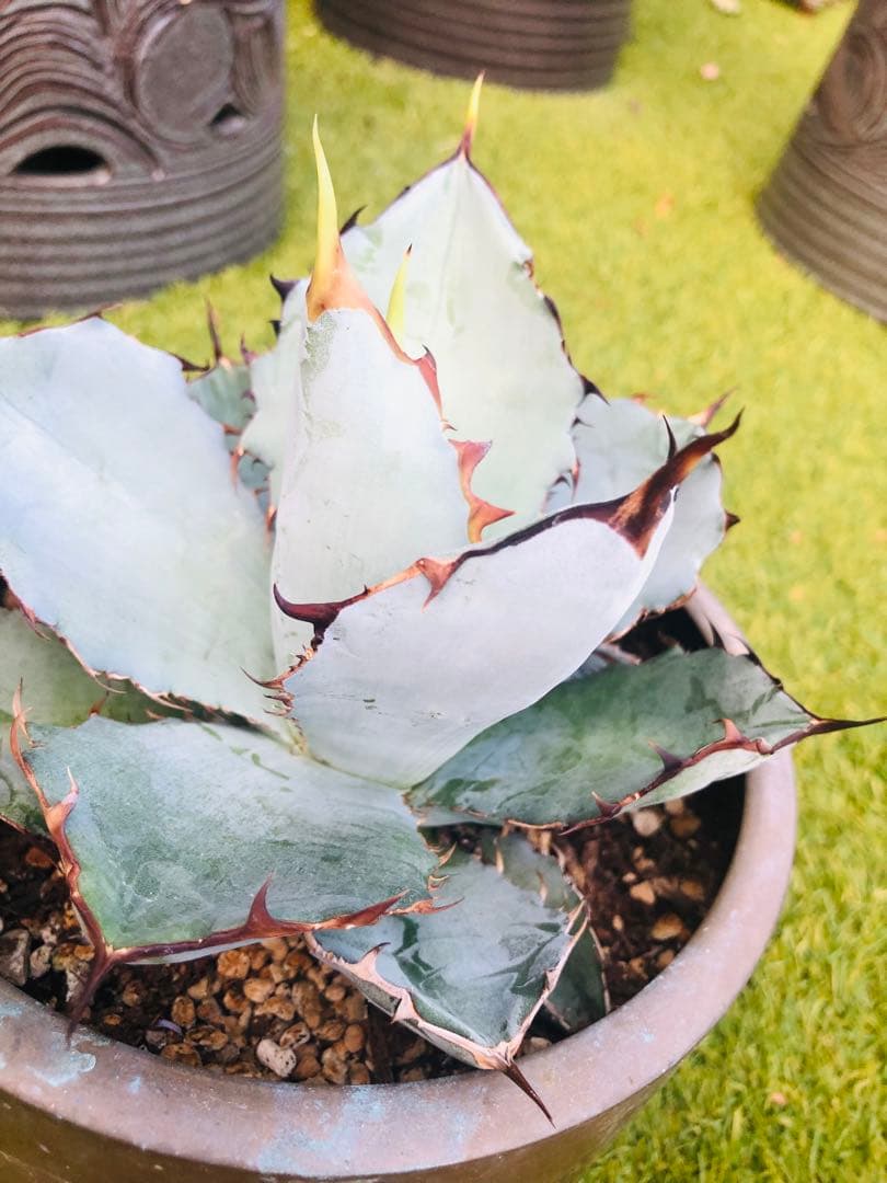 アガベ チタノタ HOWAITOAIsU