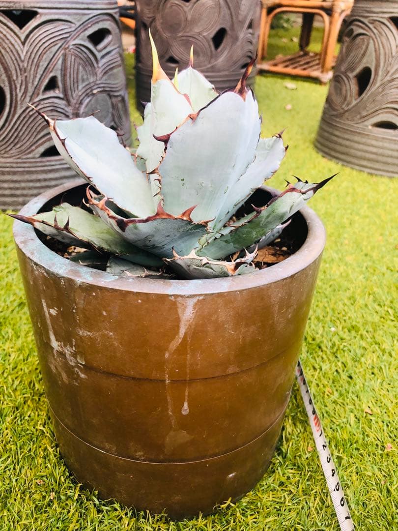 アガベ チタノタ HOWAITOAIsU