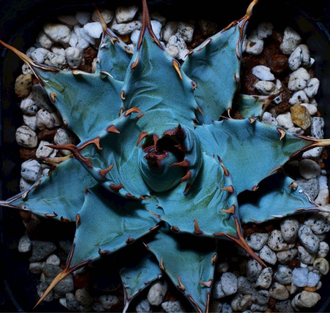 極レアハイブリッドアガベ「特青肌甲蟹×妖炎」Agave