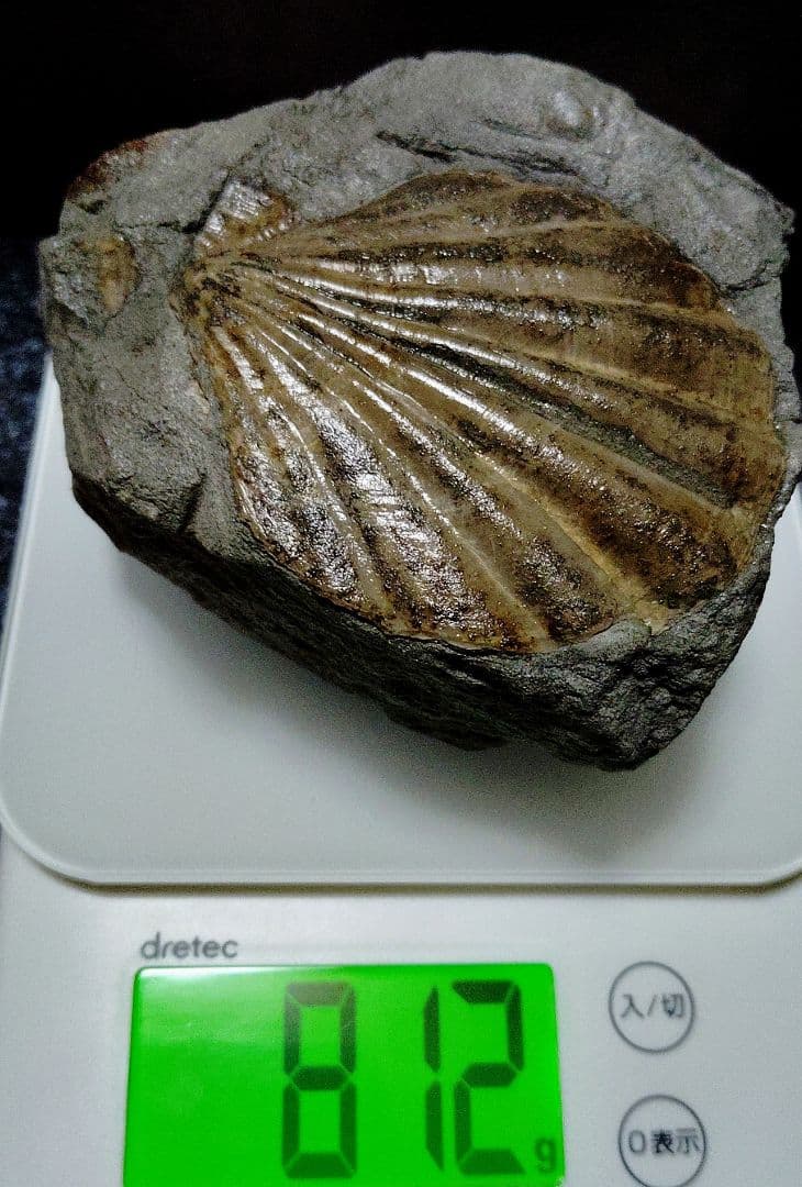はにわ★ようばけ化石★古秩父湾【1550万年前のホタテ0.8kg】