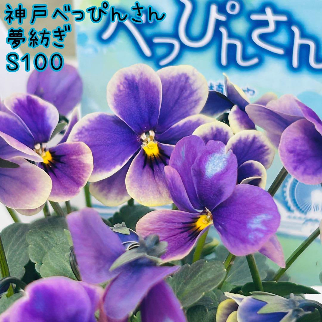 Mie さま✼••セール中••✼Ｓ１００♥神戸べっぴんさん　夢紡ぎ♥人気