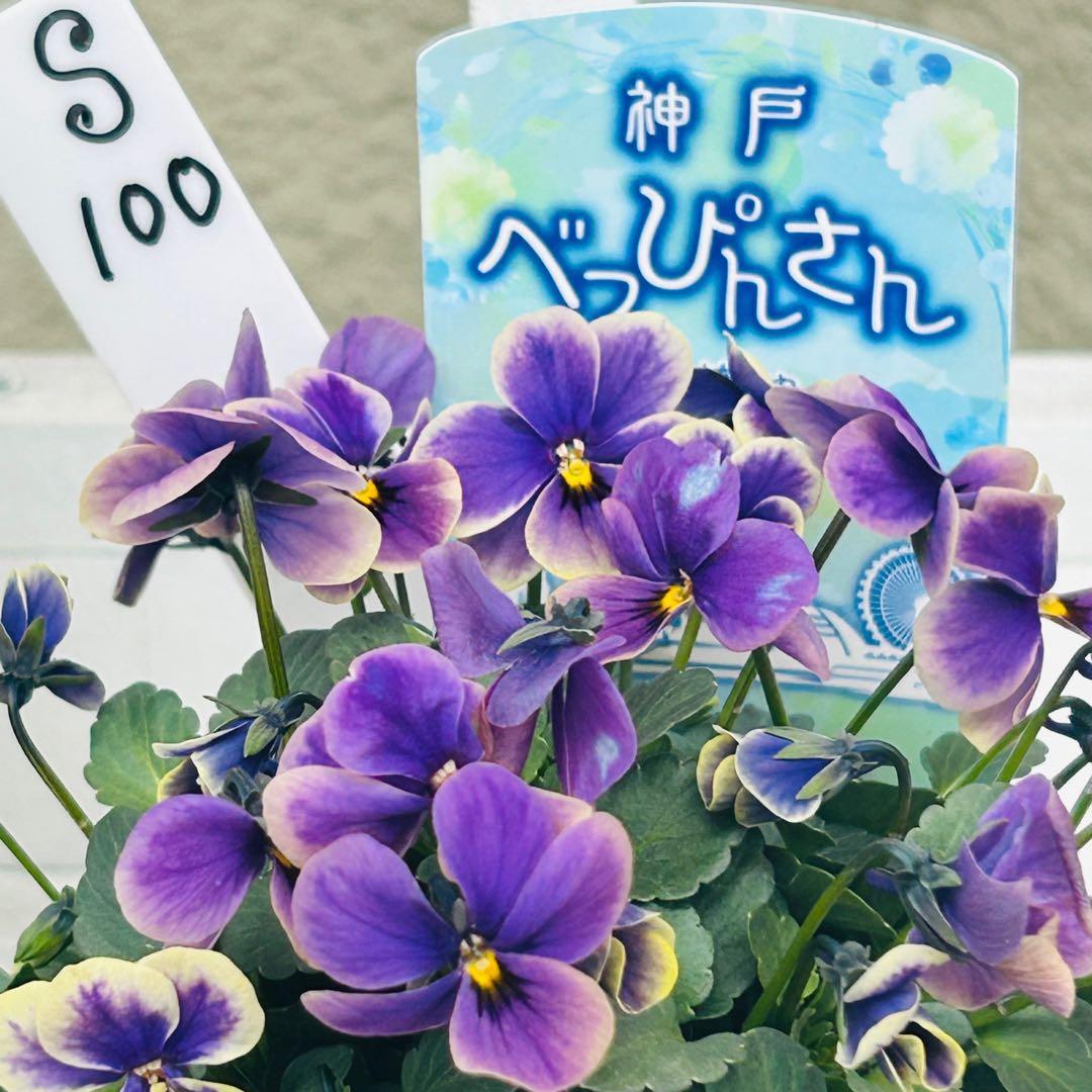 Mie さま✼••セール中••✼Ｓ１００♥神戸べっぴんさん　夢紡ぎ♥人気