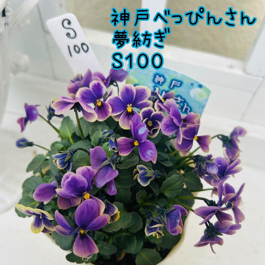 Mie さま✼••セール中••✼Ｓ１００♥神戸べっぴんさん　夢紡ぎ♥人気