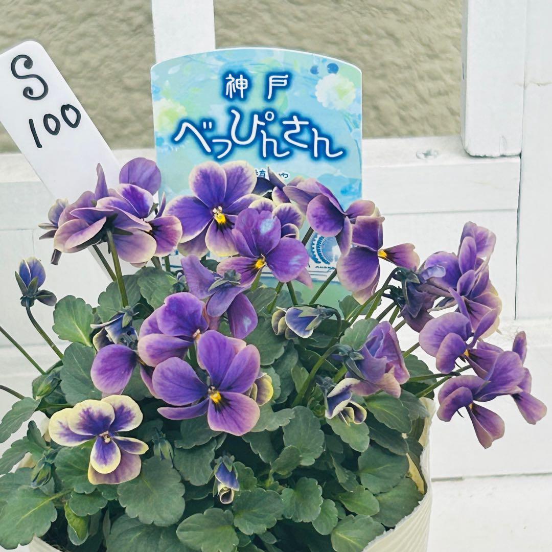 Mie さま✼••セール中••✼Ｓ１００♥神戸べっぴんさん　夢紡ぎ♥人気