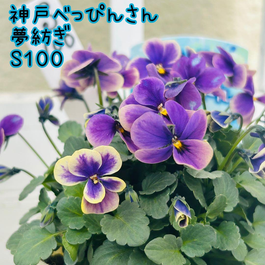 Mie さま✼••セール中••✼Ｓ１００♥神戸べっぴんさん　夢紡ぎ♥人気