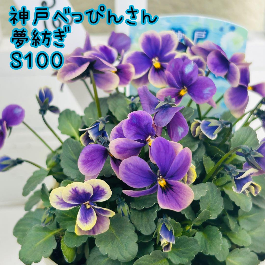 Mie さま✼••セール中••✼Ｓ１００♥神戸べっぴんさん　夢紡ぎ♥人気