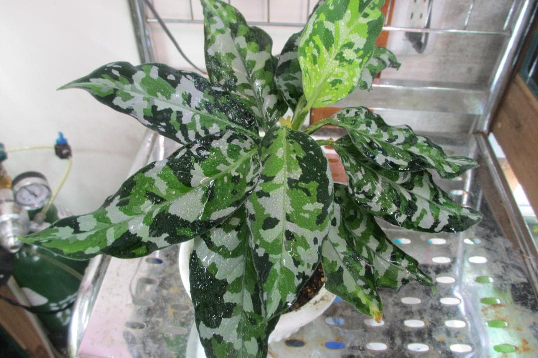 ☆ アグラオネマ アンダマン諸島 ポートブレア 北部地域　出射便 　黄5 ☆