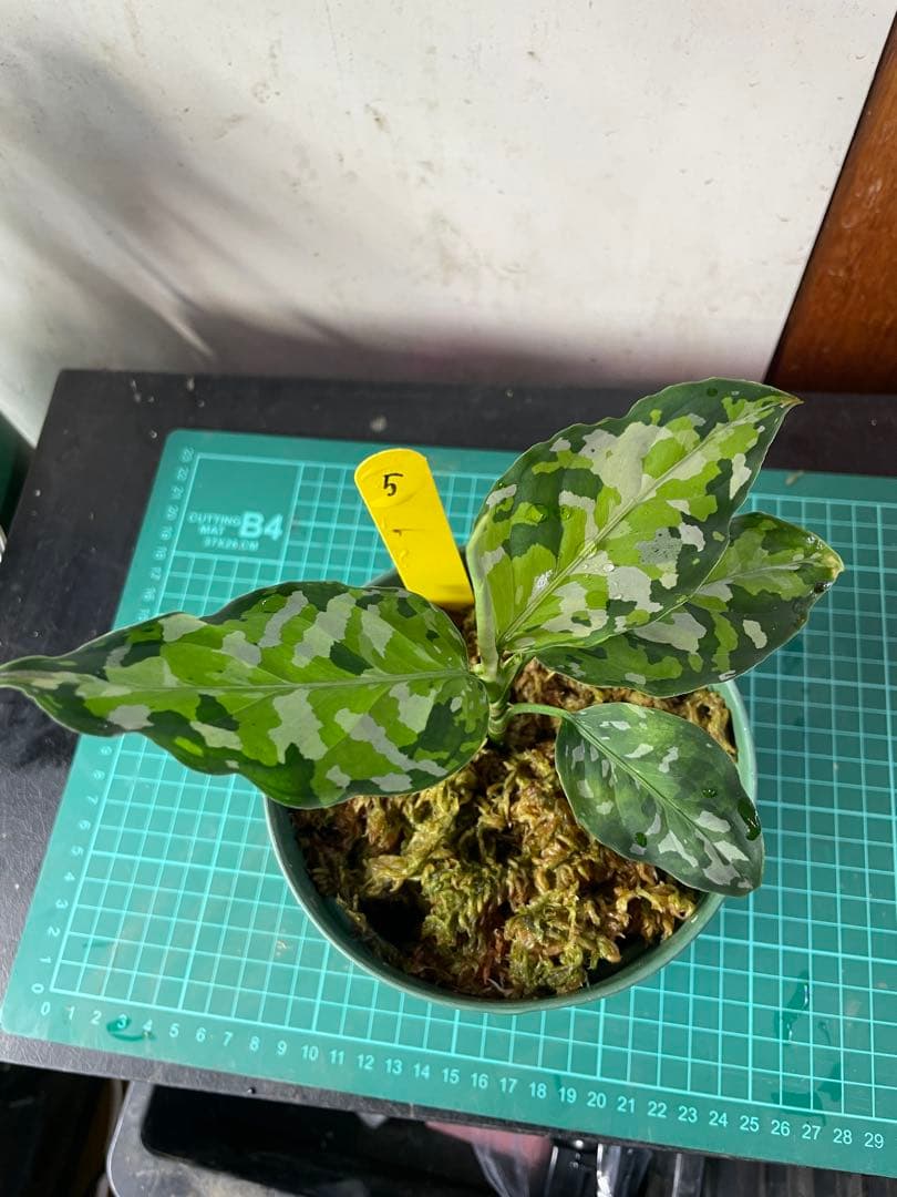 ☆ アグラオネマ アンダマン諸島 ポートブレア 北部地域　出射便 　黄5 ☆