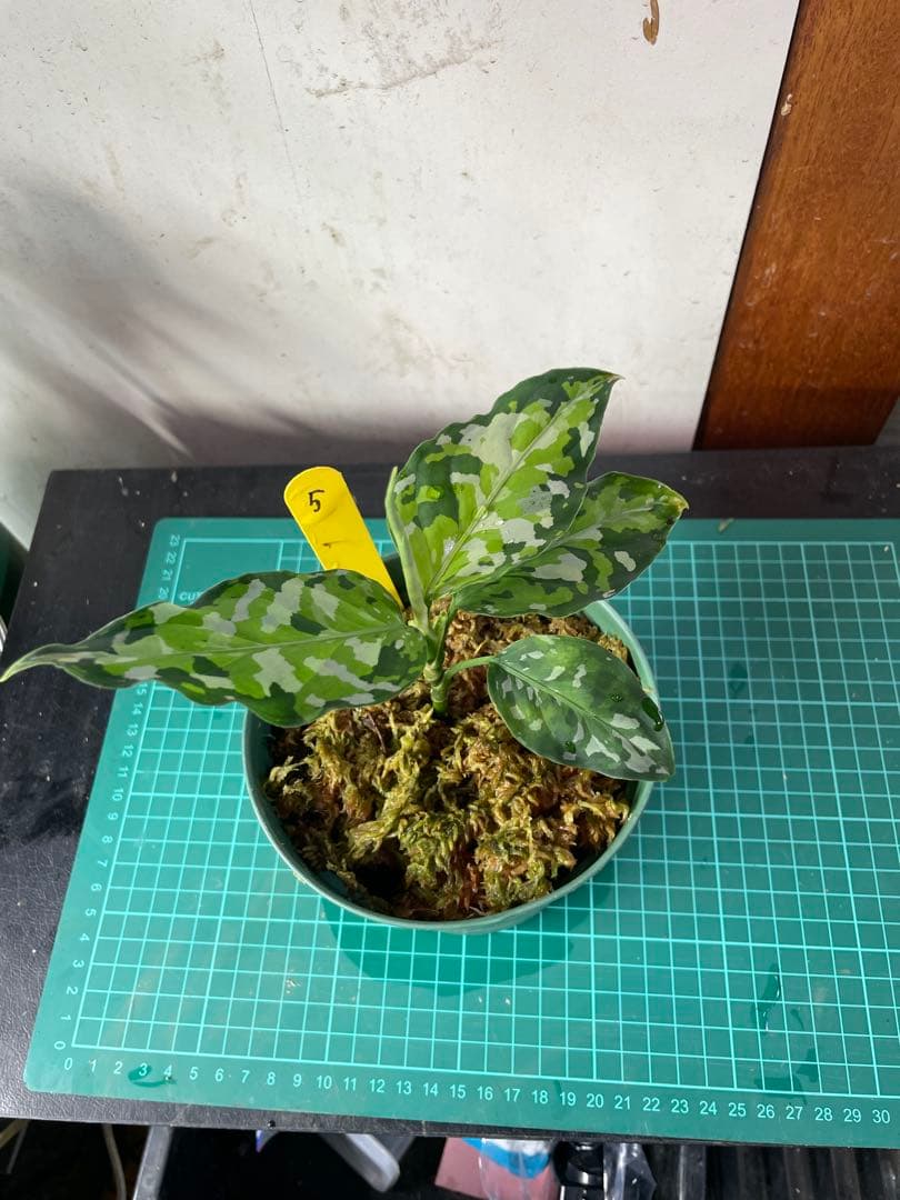 ☆ アグラオネマ アンダマン諸島 ポートブレア 北部地域　出射便 　黄5 ☆