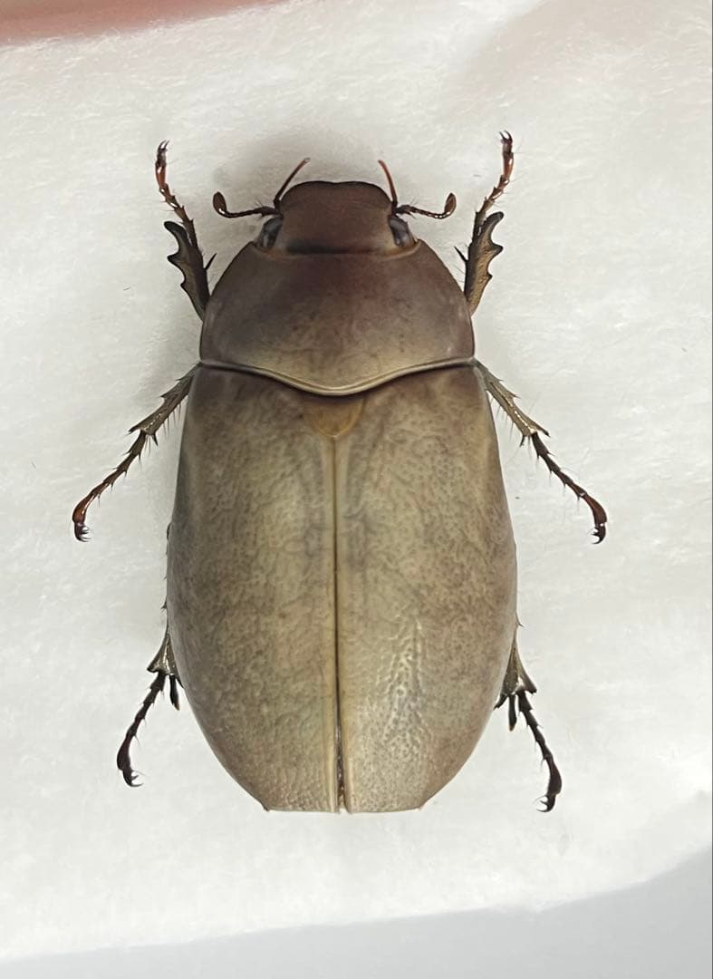 オスモウサンコガネ 標本