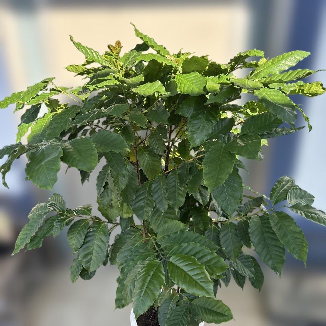 ダイナミックなコーヒーの木 10号　140センチ