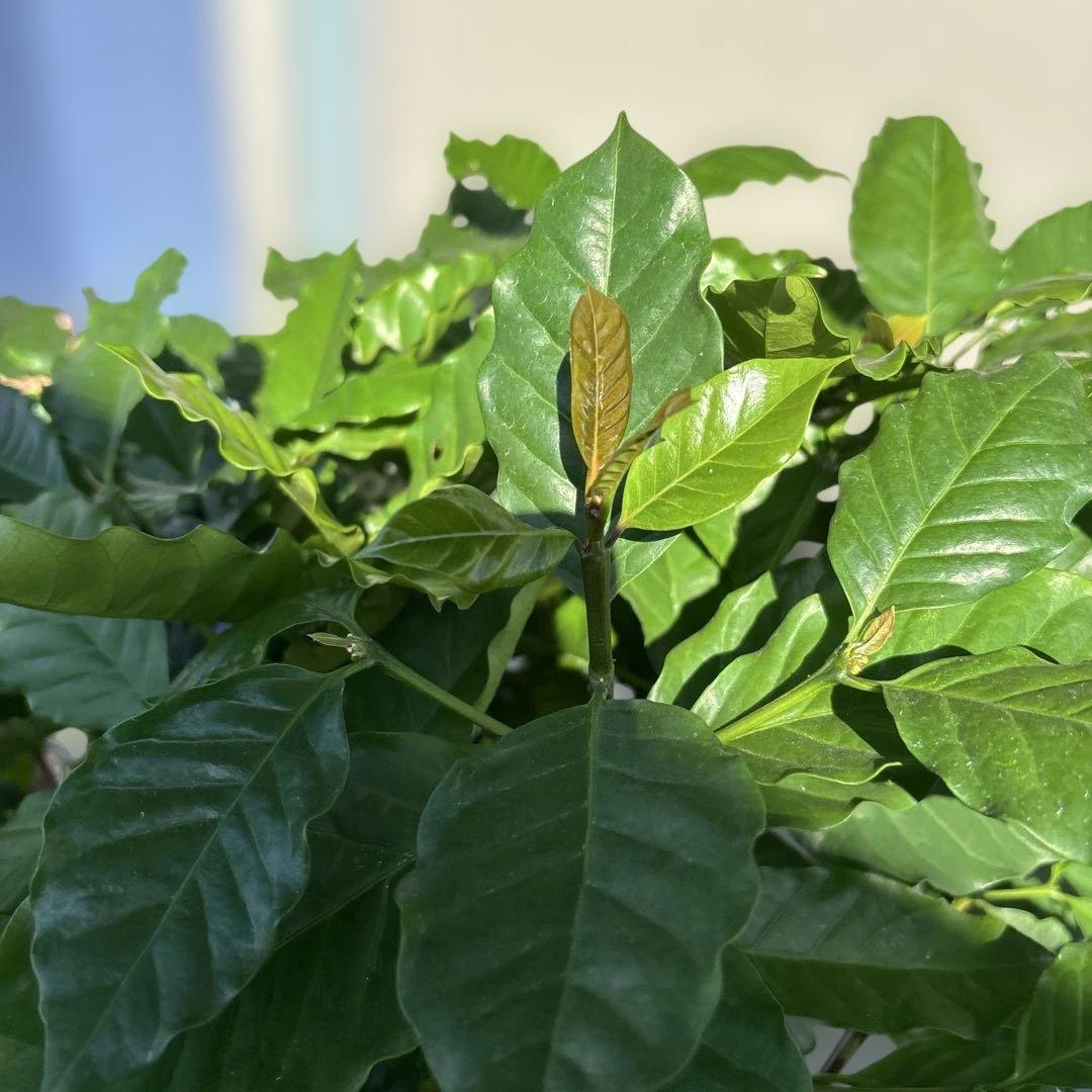 ダイナミックなコーヒーの木 10号　140センチ