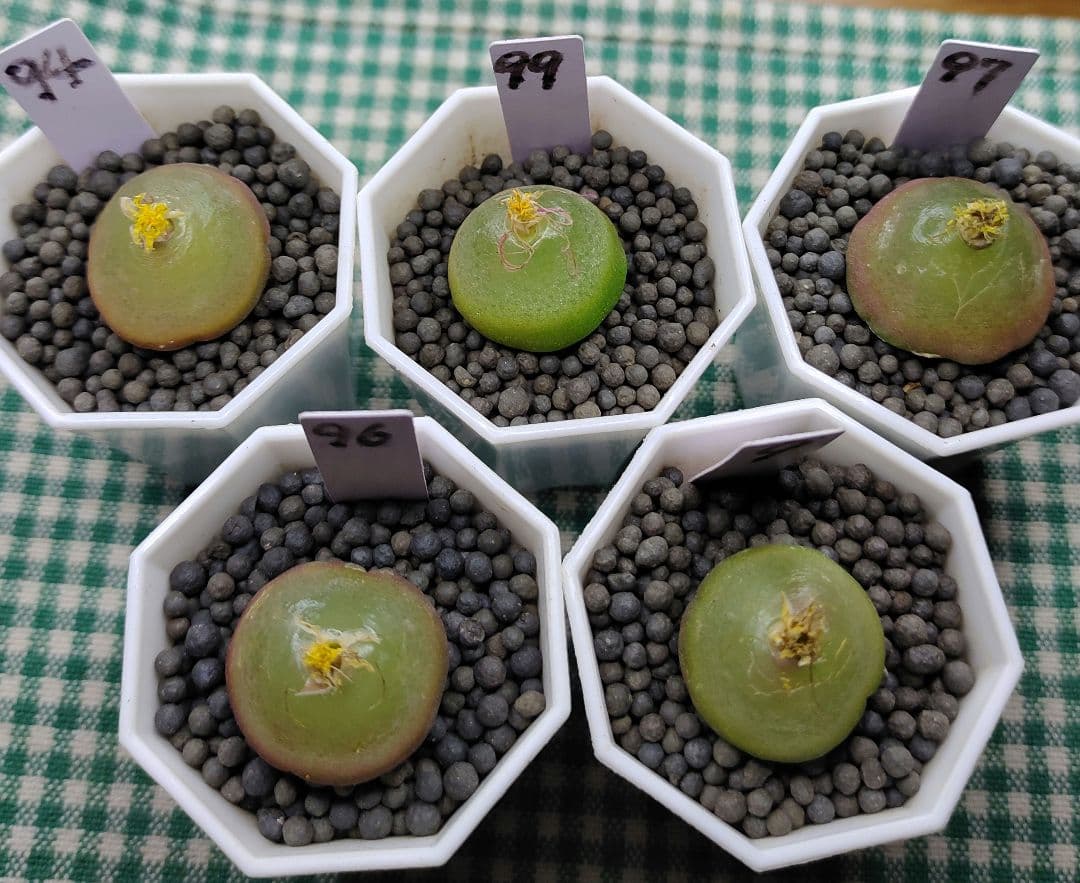 とおる様確認用　多肉植物リトープス　大玉ブルゲリ、24品種入り　S94-99