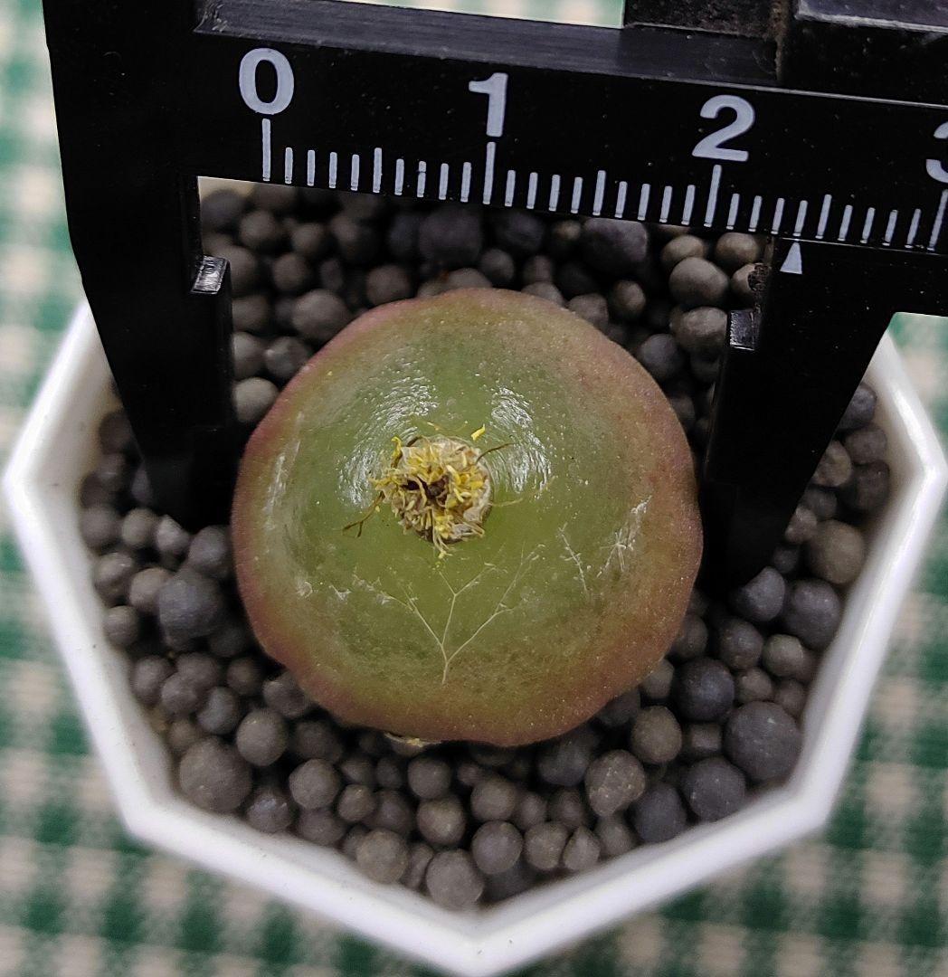 とおる様確認用　多肉植物リトープス　大玉ブルゲリ、24品種入り　S94-99