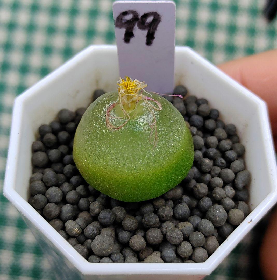 とおる様確認用　多肉植物リトープス　大玉ブルゲリ、24品種入り　S94-99