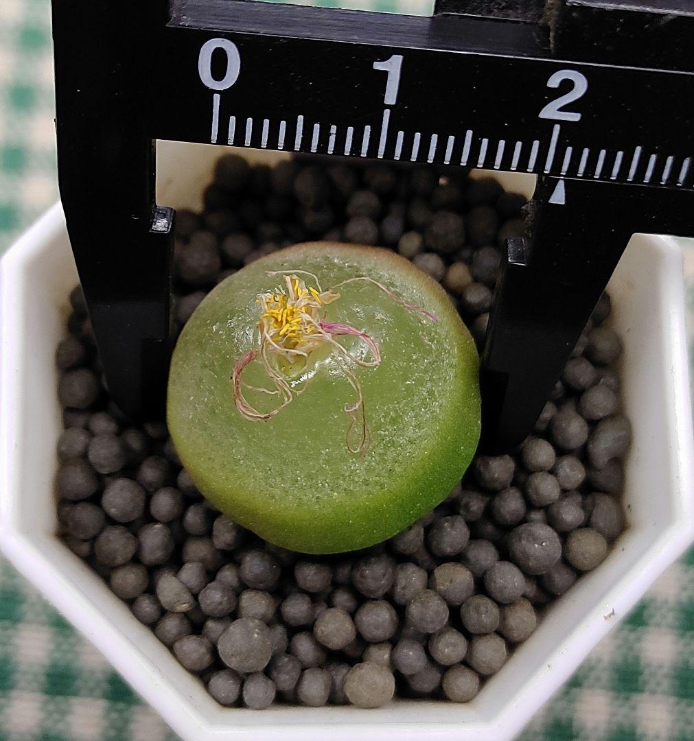 とおる様確認用　多肉植物リトープス　大玉ブルゲリ、24品種入り　S94-99