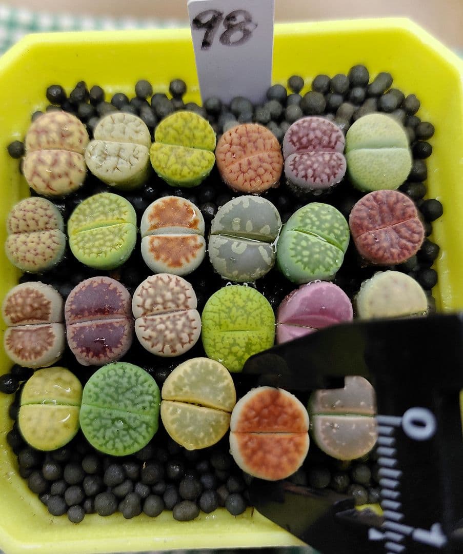 とおる様確認用　多肉植物リトープス　大玉ブルゲリ、24品種入り　S94-99