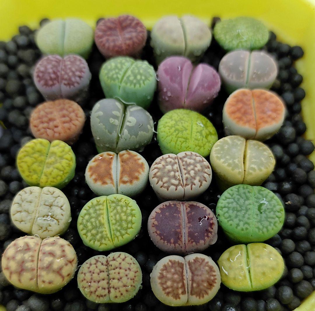 とおる様確認用　多肉植物リトープス　大玉ブルゲリ、24品種入り　S94-99