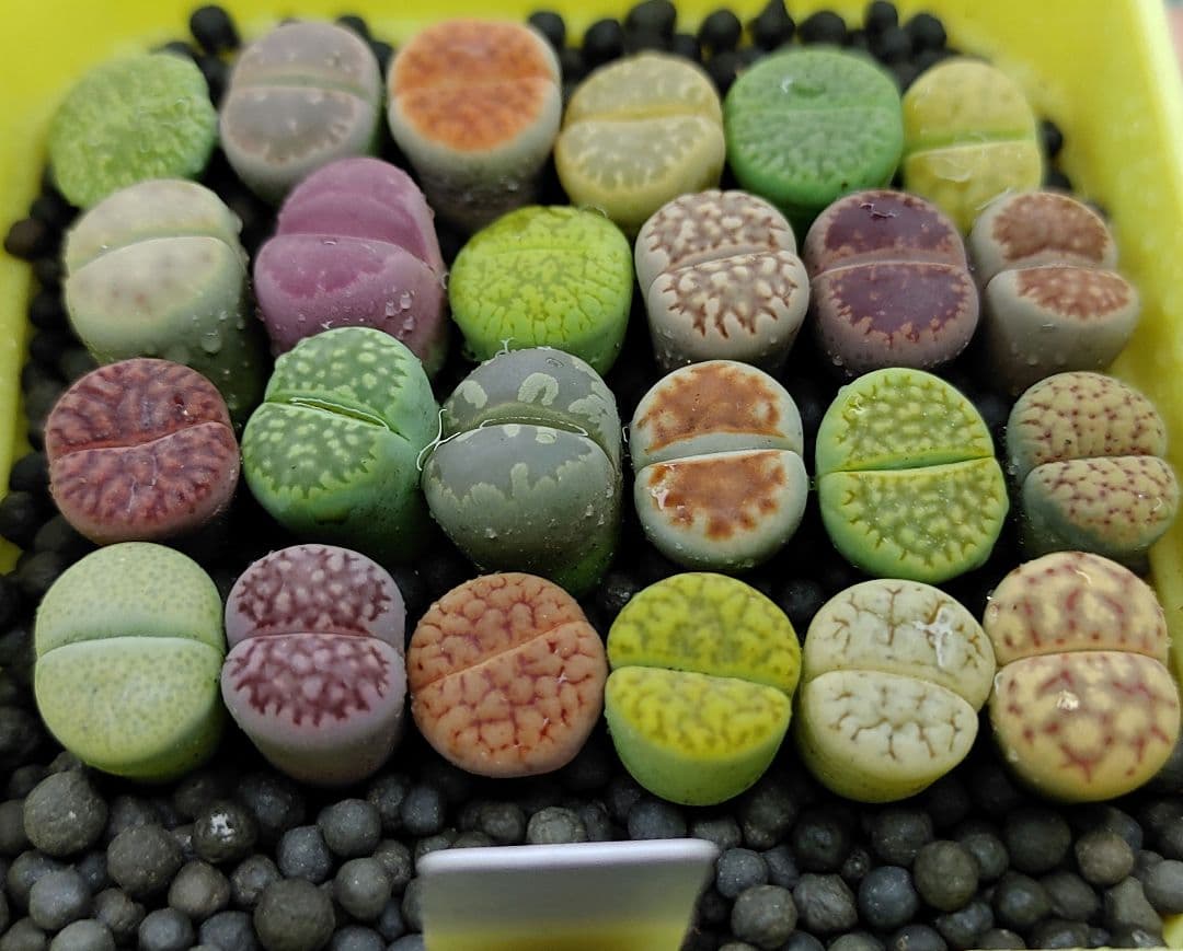 とおる様確認用　多肉植物リトープス　大玉ブルゲリ、24品種入り　S94-99