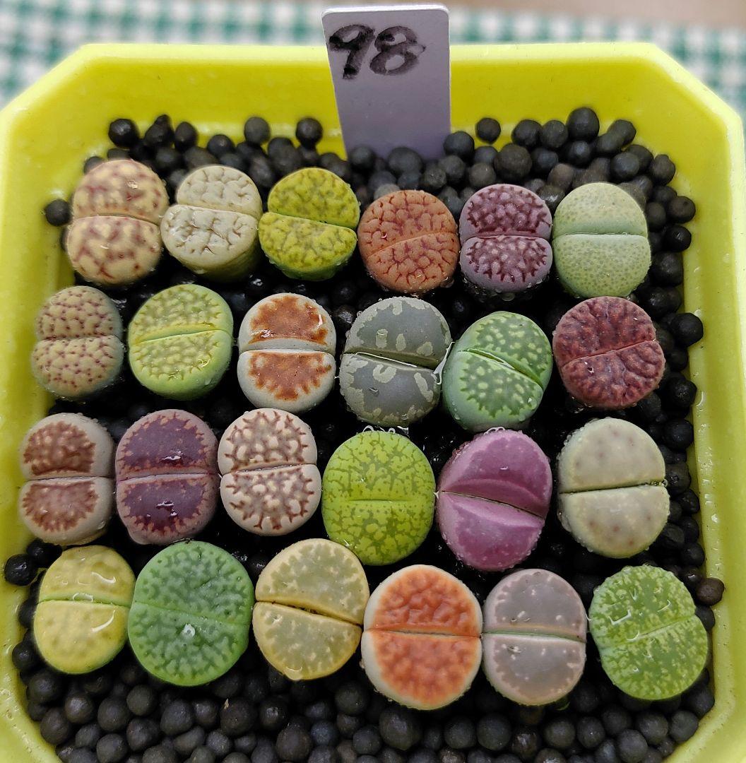 とおる様確認用　多肉植物リトープス　大玉ブルゲリ、24品種入り　S94-99