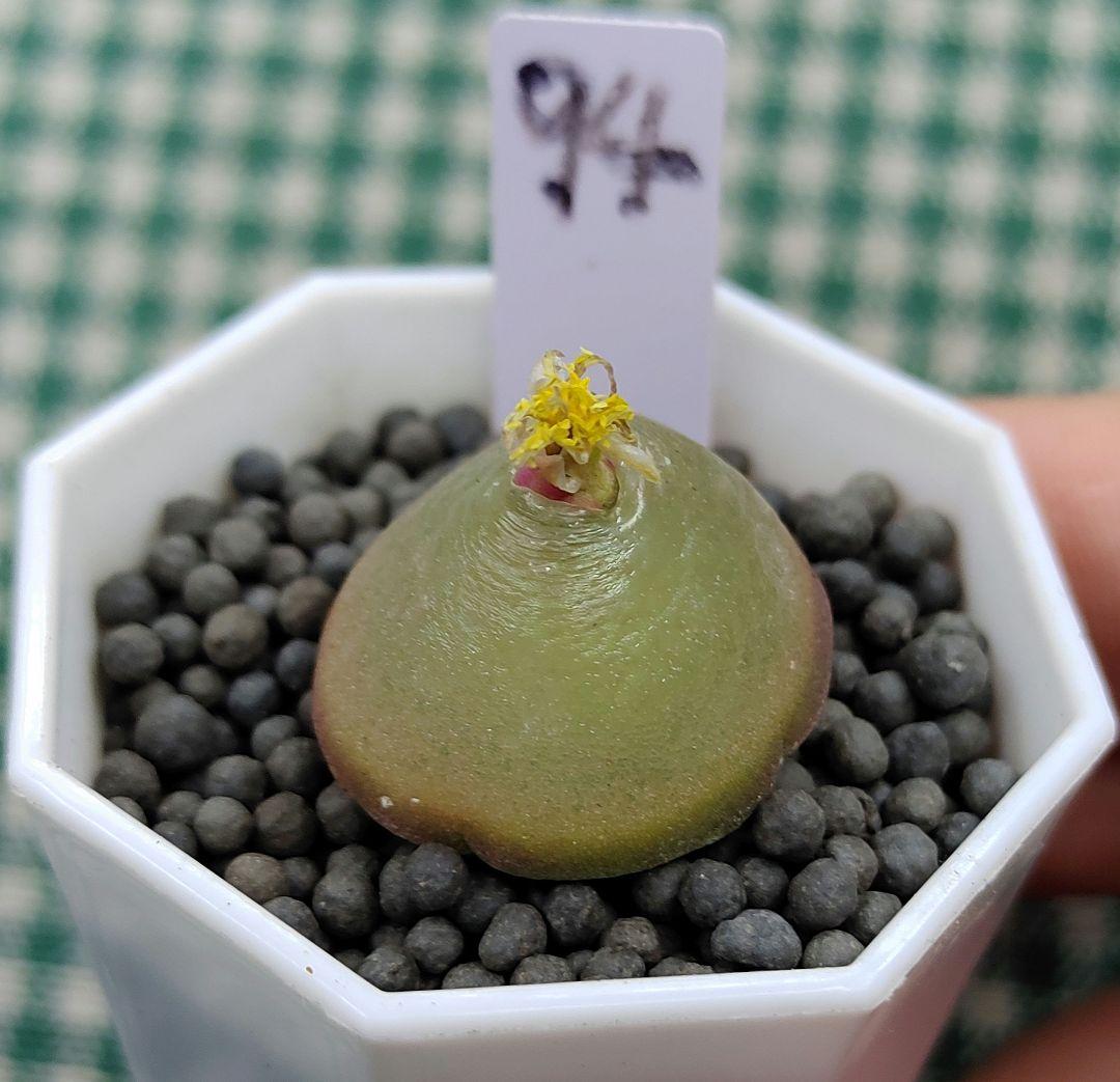 とおる様確認用　多肉植物リトープス　大玉ブルゲリ、24品種入り　S94-99