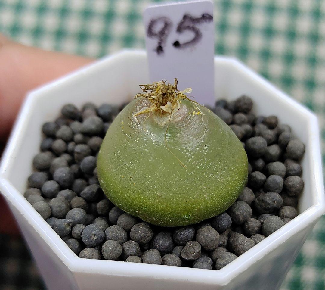 とおる様確認用　多肉植物リトープス　大玉ブルゲリ、24品種入り　S94-99