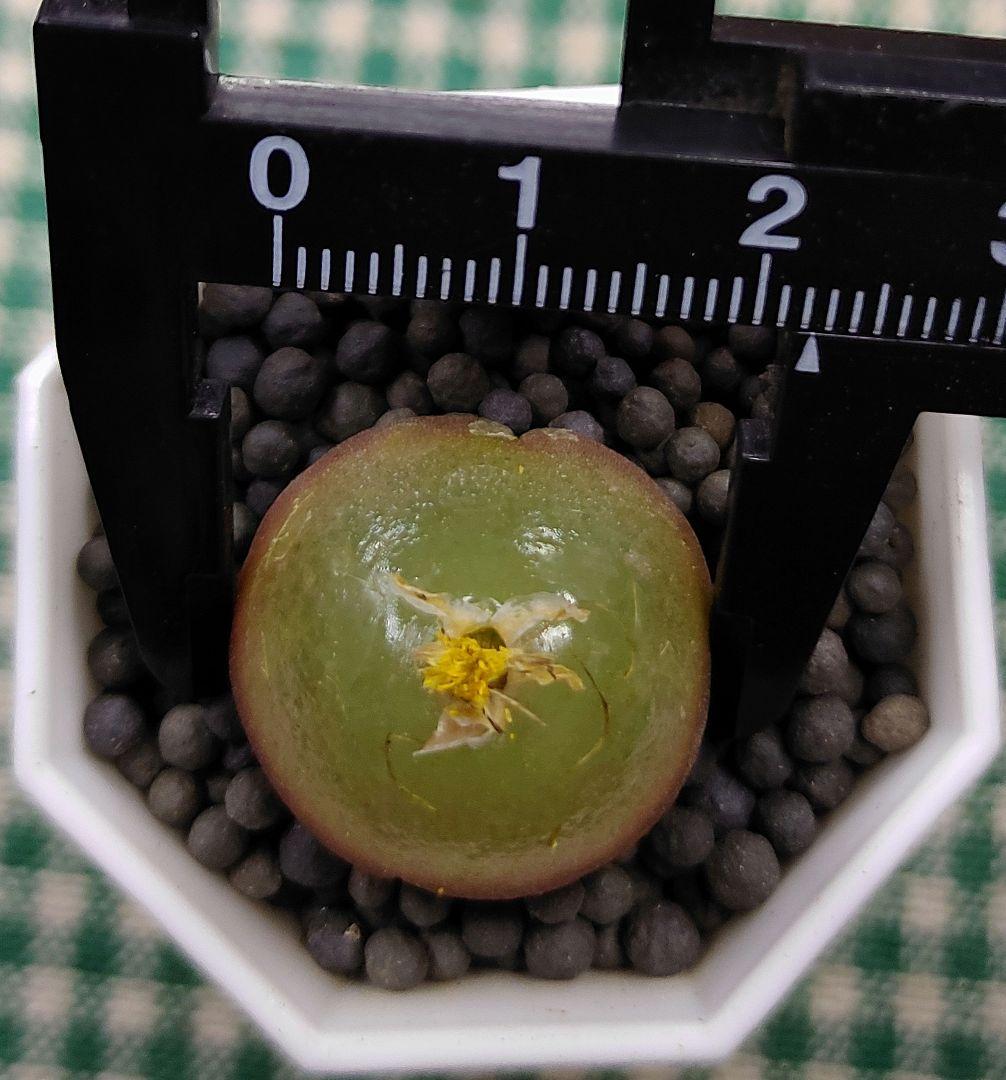 とおる様確認用　多肉植物リトープス　大玉ブルゲリ、24品種入り　S94-99