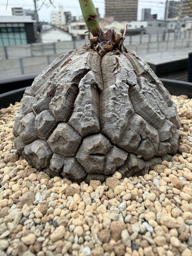 アフリカ亀甲竜 / ディオスコレア 塊根 コーデックス 多肉 冬型