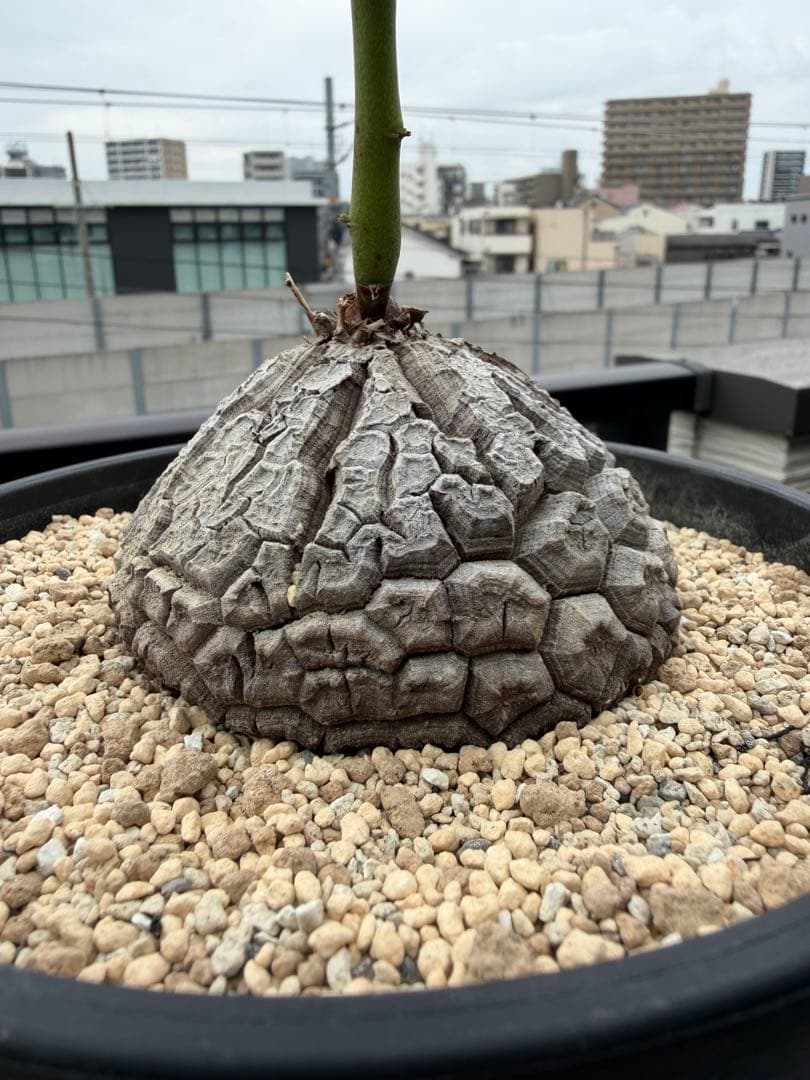 【タイムセール】アフリカ亀甲竜 / 塊根 コーデックス 多肉 冬型