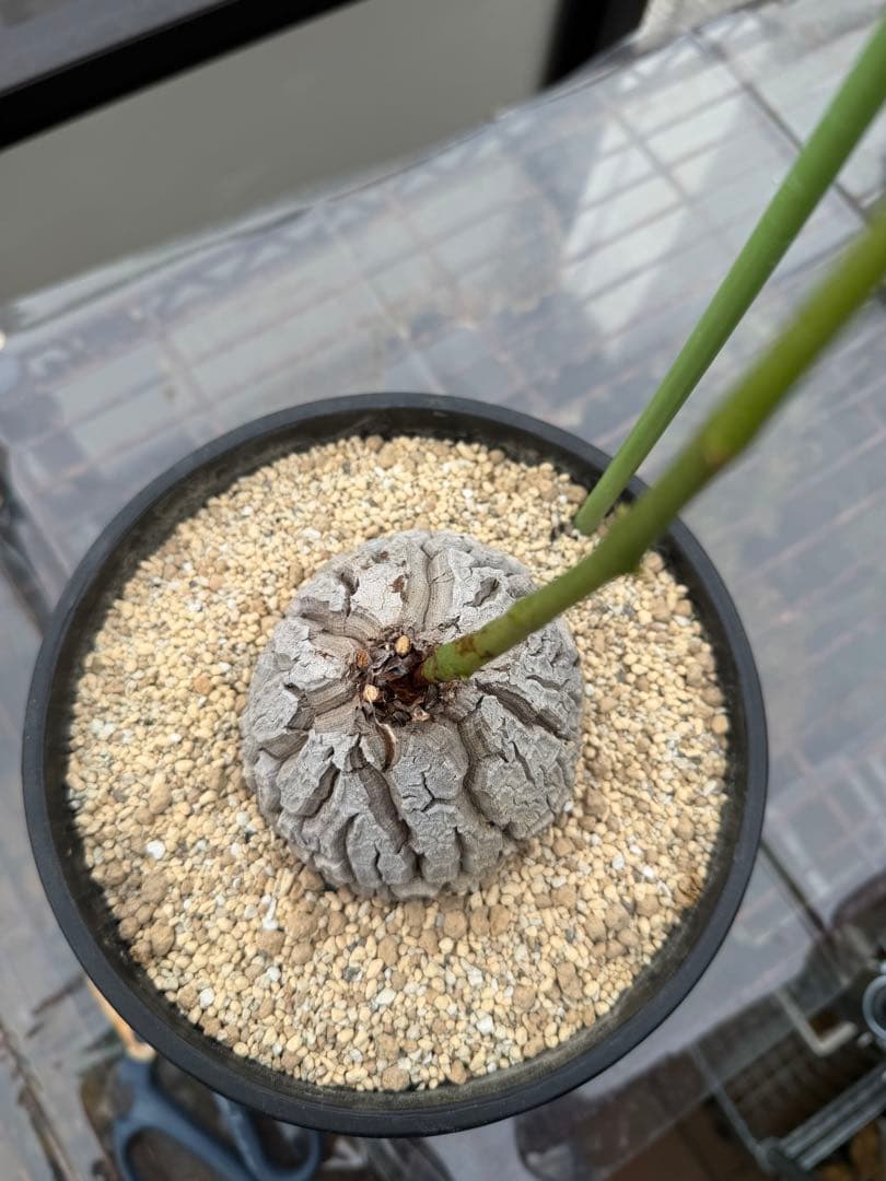 【タイムセール】アフリカ亀甲竜 / 塊根 コーデックス 多肉 冬型