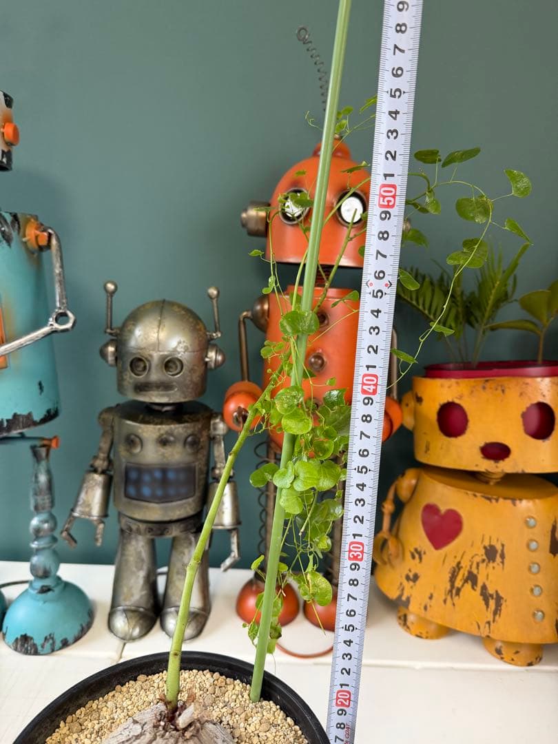 【タイムセール】アフリカ亀甲竜 / 塊根 コーデックス 多肉 冬型