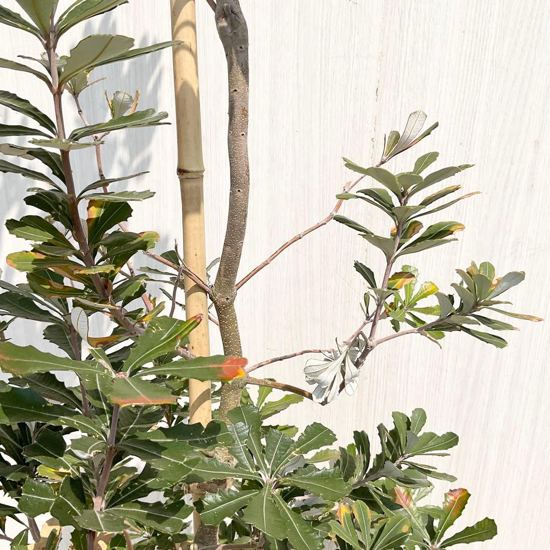 バンクシアコースト　/175