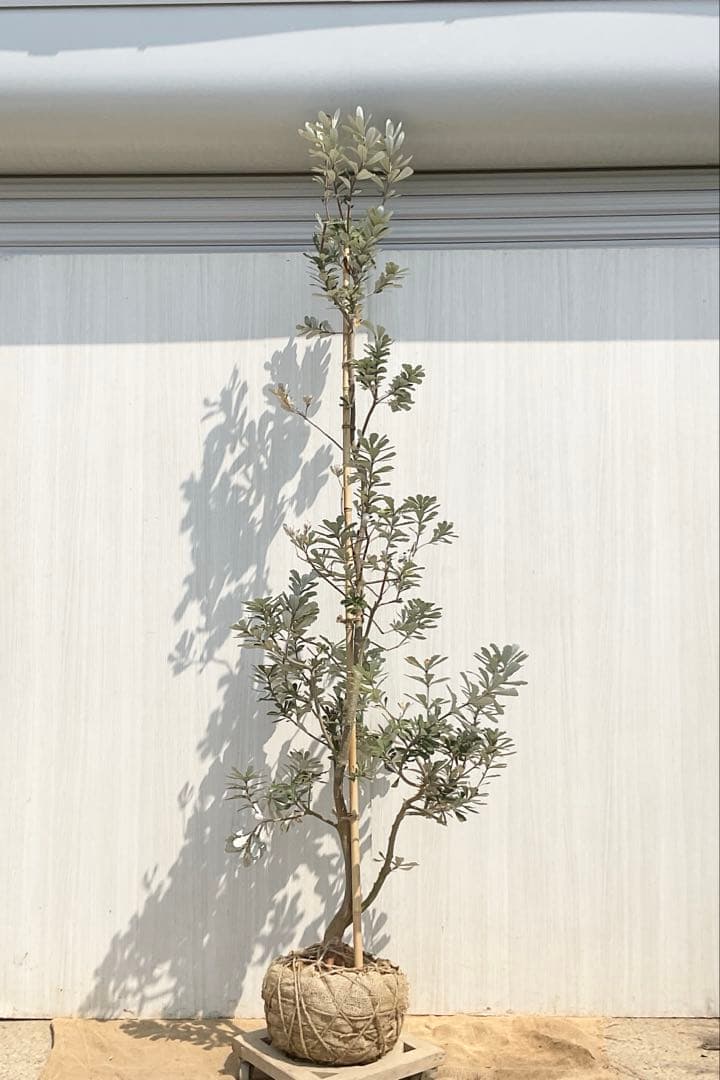 バンクシアコースト　/175