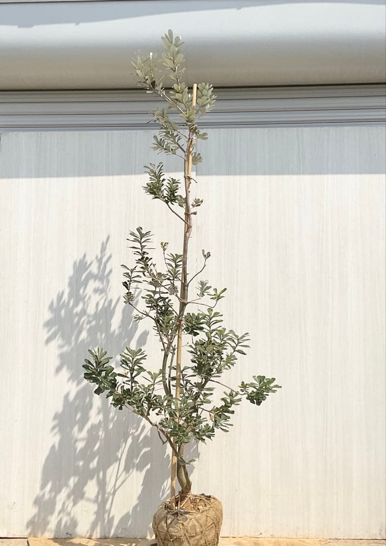 バンクシアコースト　/175