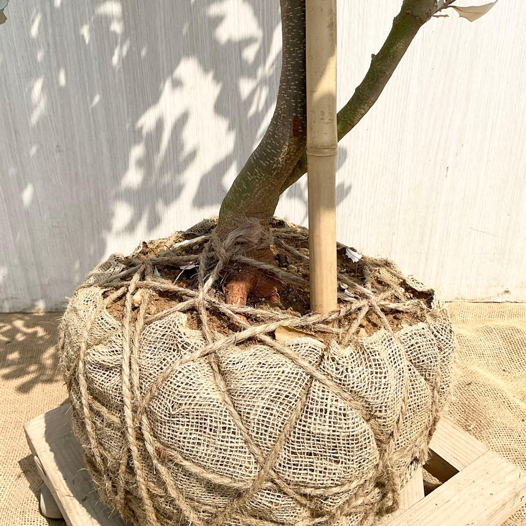 バンクシアコースト　/175