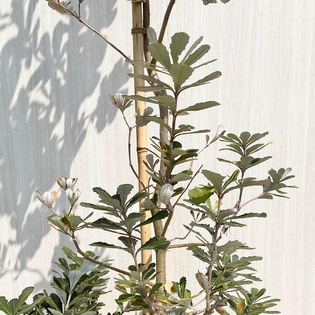 バンクシアコースト　/175