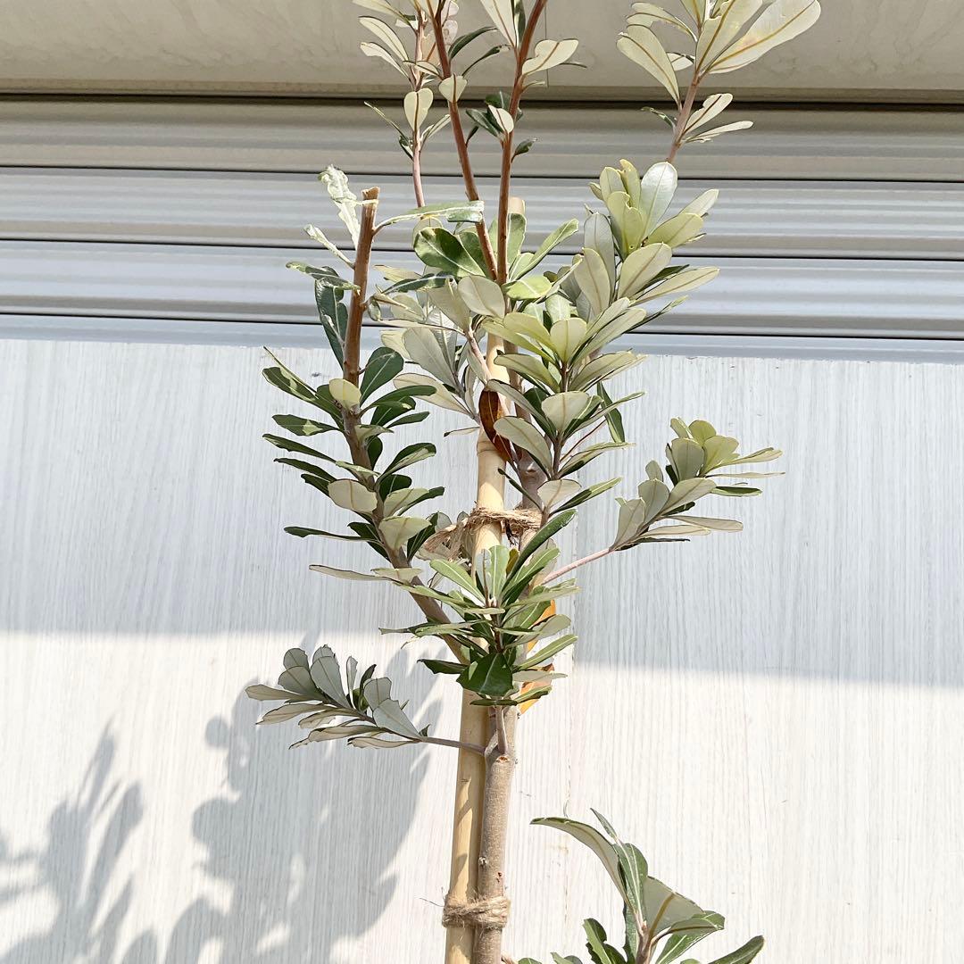 バンクシアコースト　/175