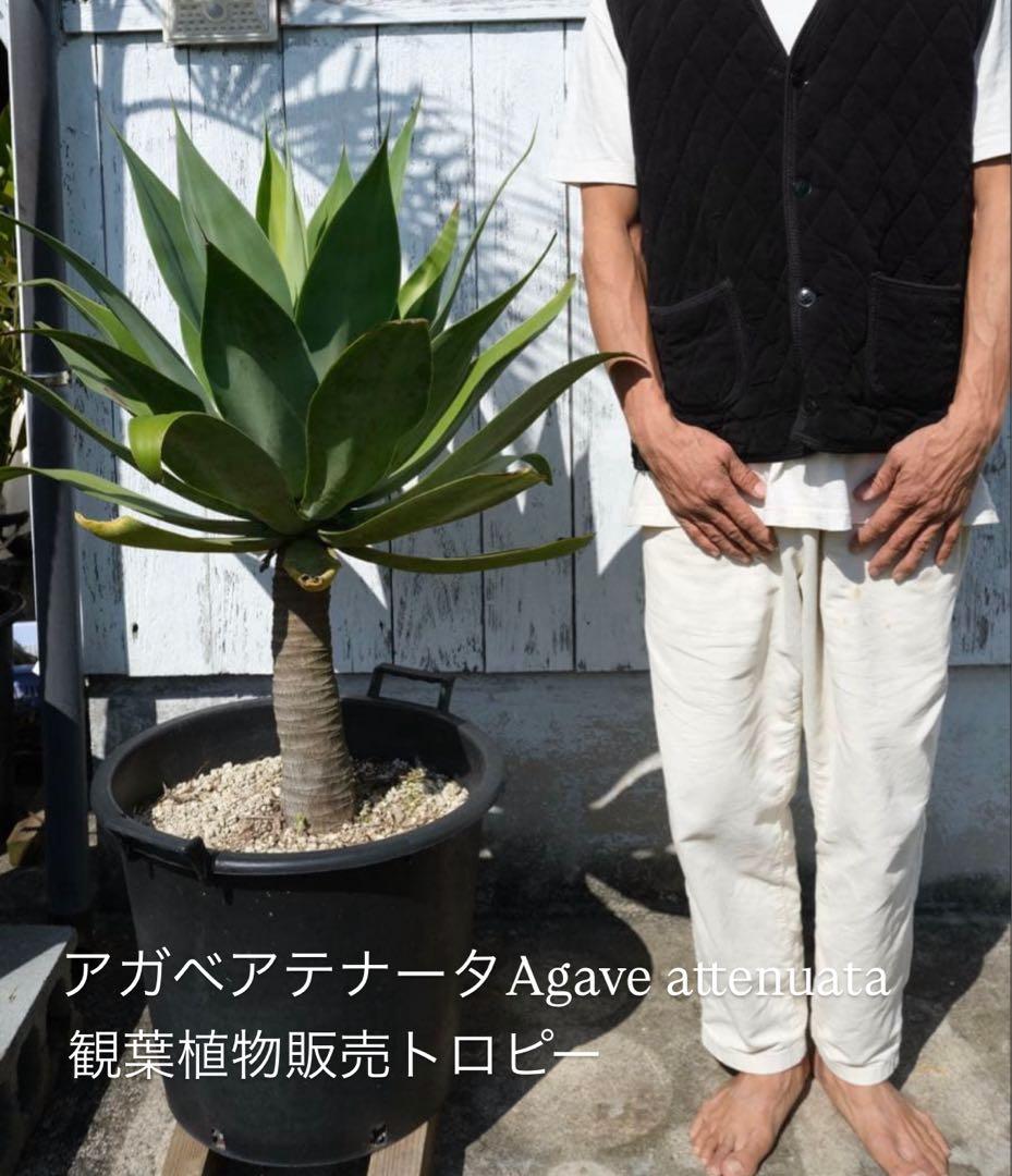 【特大】FoxtailAgave アガベアテナータ 一本立ち