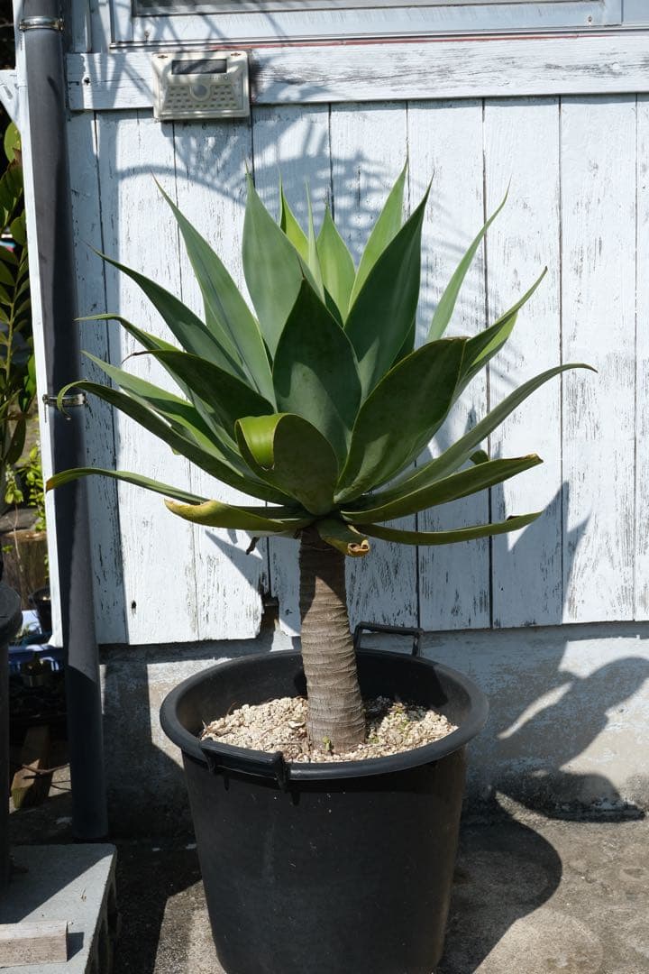 【特大】FoxtailAgave アガベアテナータ 一本立ち
