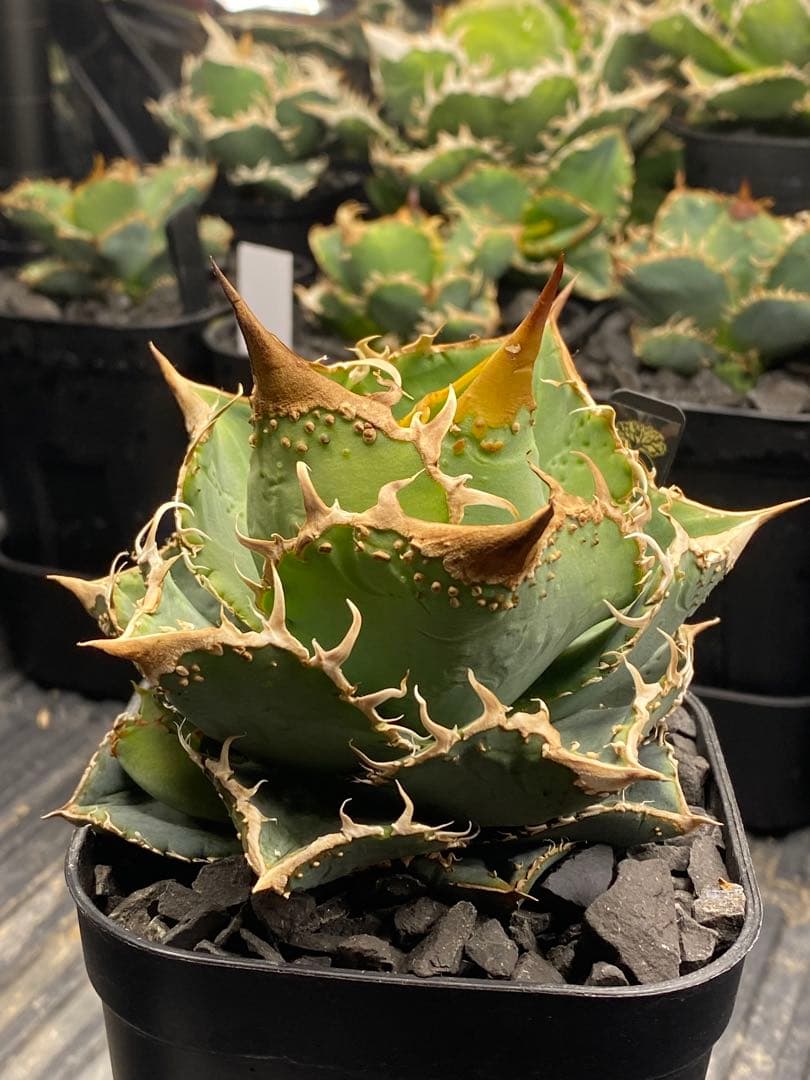 親株出品　台湾　ブツブツSSS トップ強し　ノーネーム