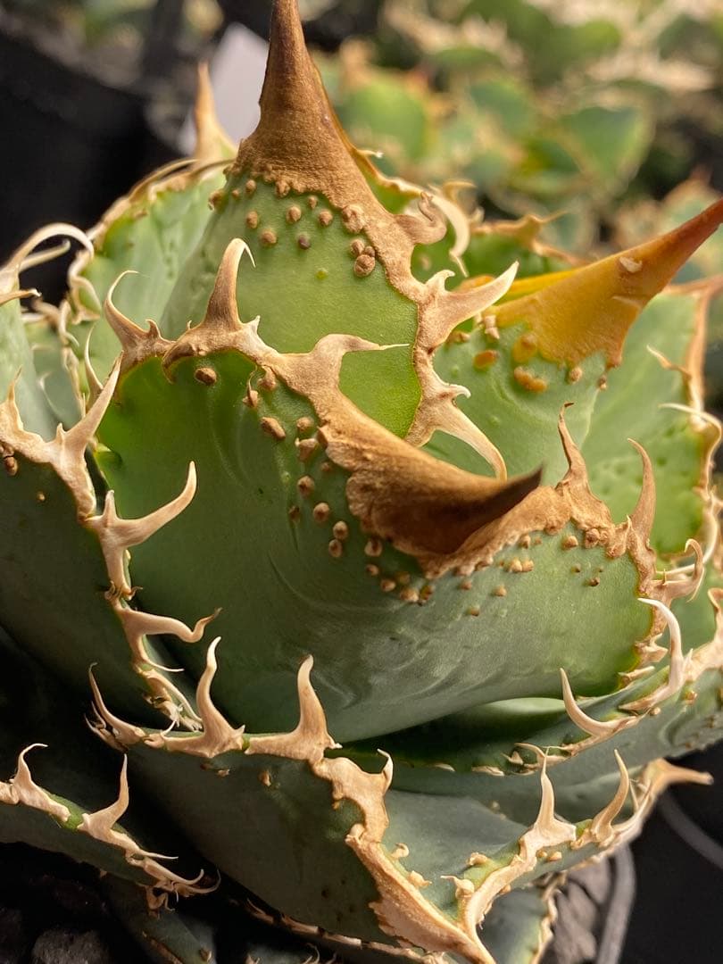 親株出品　台湾　ブツブツSSS トップ強し　ノーネーム