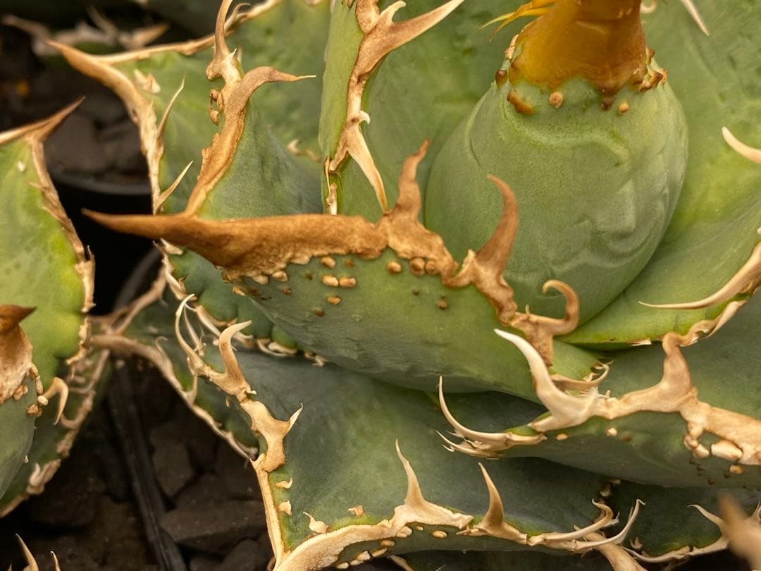 親株出品　台湾　ブツブツSSS トップ強し　ノーネーム