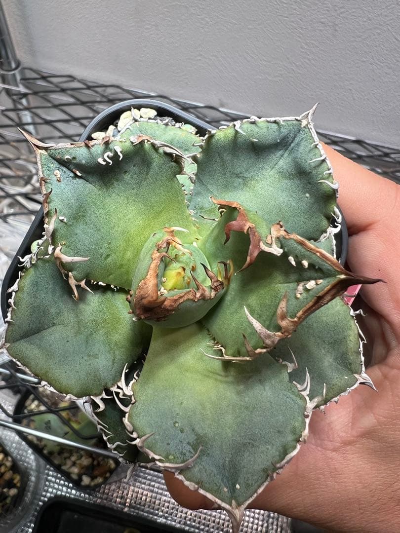 アガベ　チタノタ　クリスマス特価　 最終値下げ　　希少　MS-WV子株