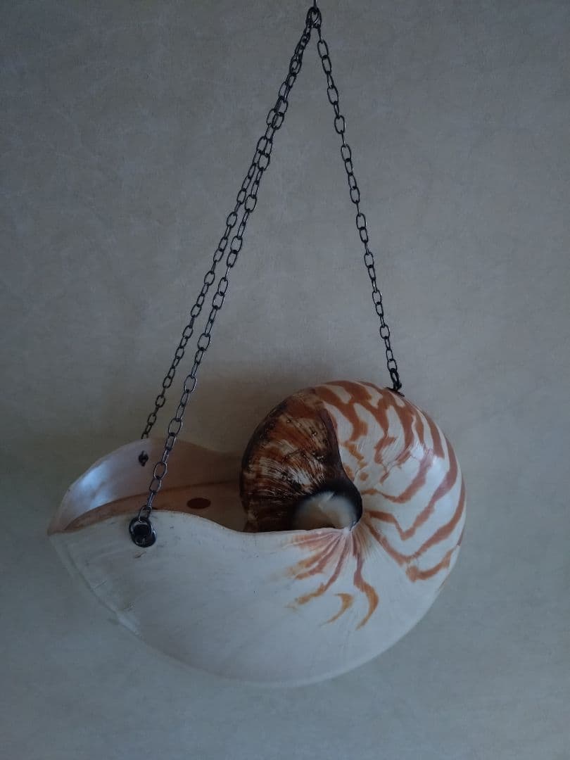 6 オウム貝　ナウティルス貝 花器 吊り下げ式　生け花　花展　茶道　茶席