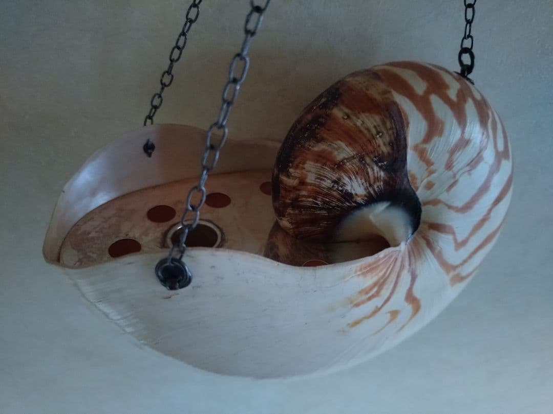 6 オウム貝　ナウティルス貝 花器 吊り下げ式　生け花　花展　茶道　茶席