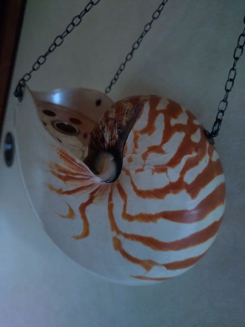 6 オウム貝　ナウティルス貝 花器 吊り下げ式　生け花　花展　茶道　茶席