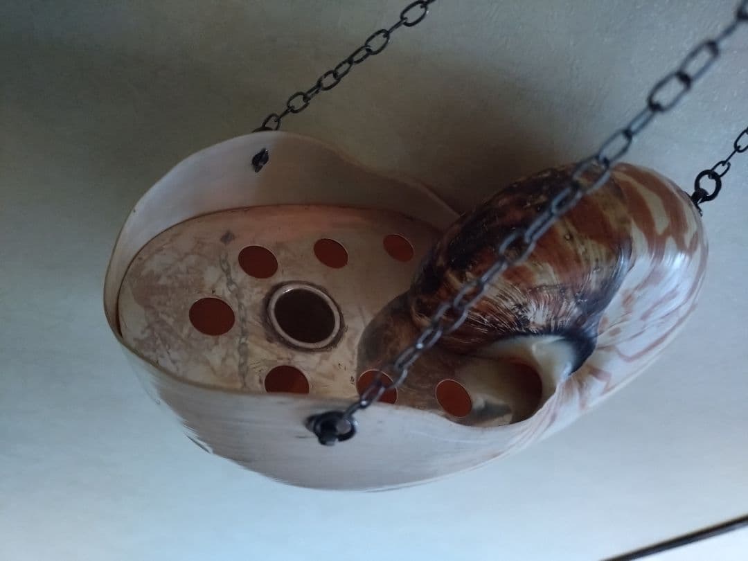 6 オウム貝　ナウティルス貝 花器 吊り下げ式　生け花　花展　茶道　茶席