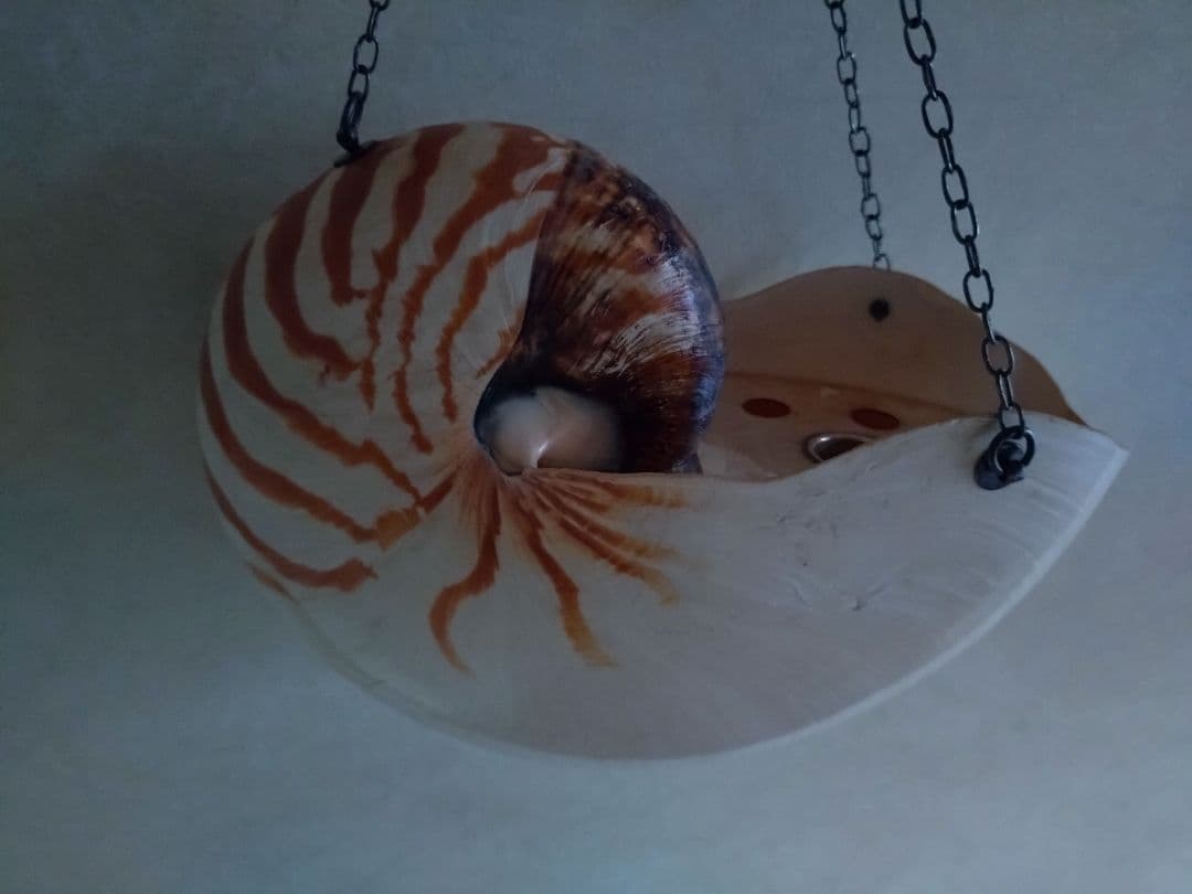 6 オウム貝　ナウティルス貝 花器 吊り下げ式　生け花　花展　茶道　茶席