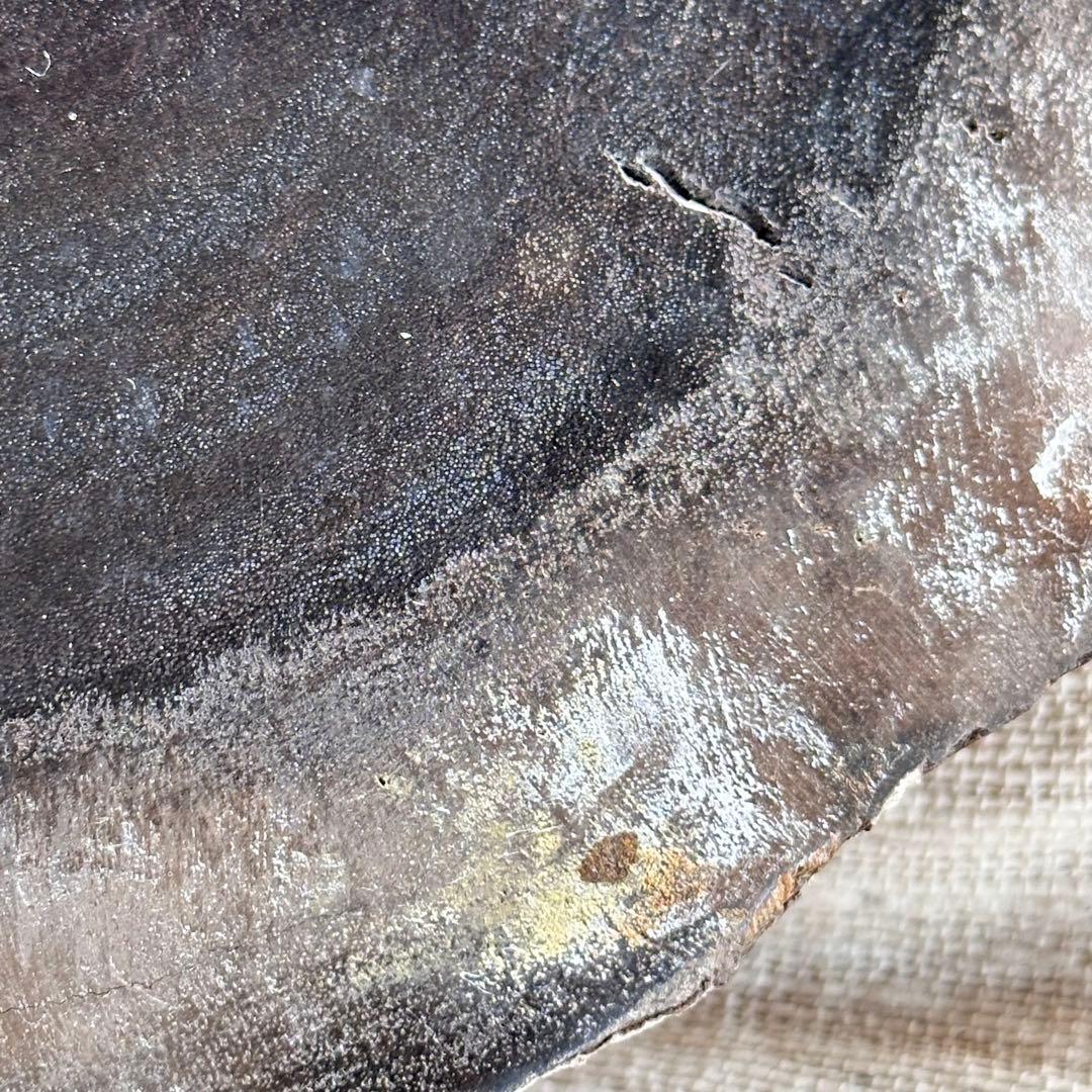 【珪化木】ペトリファイドウッド スラブ インドネシア産