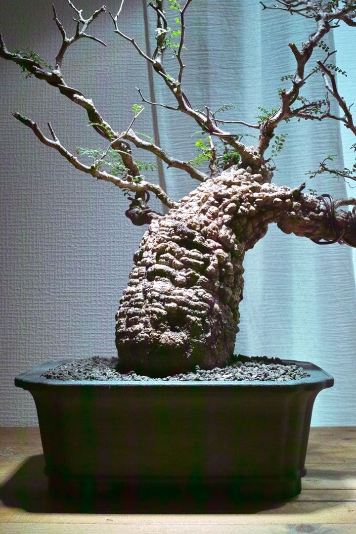 オペルクリカリア・パキプス　現地発根株　発根済み